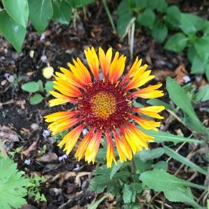 Meet your Posher, Sydney